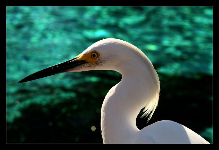 Sea World in San Diego