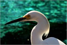 Sea World in San Diego