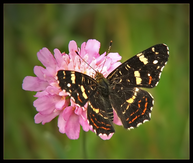 Rusałka kratkowiec (Araschnia levana)