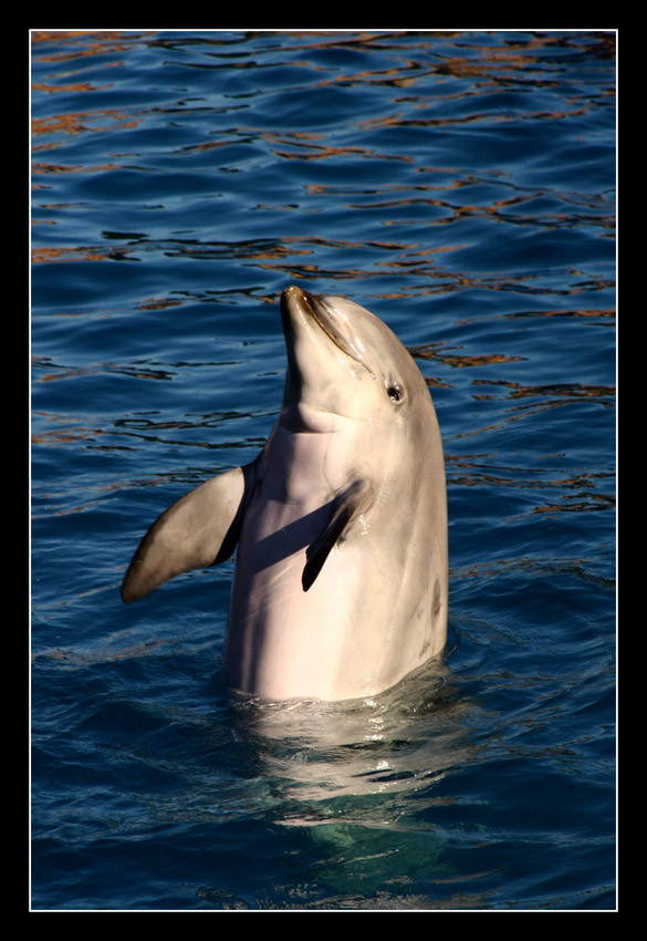 Sea World in San Diego