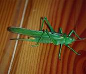 grasshopper