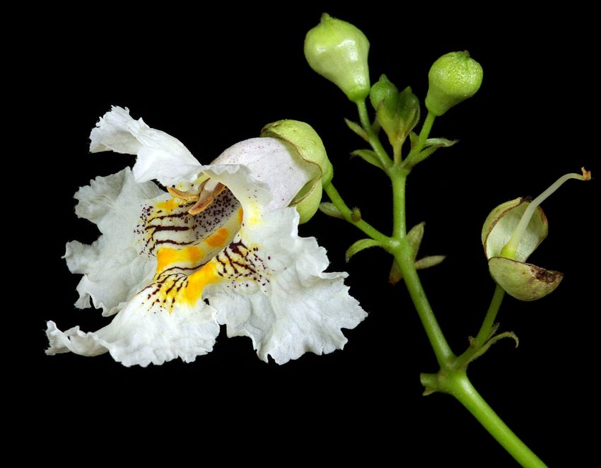 82 - Catalpa bignonioides (surmia zwyczajna)