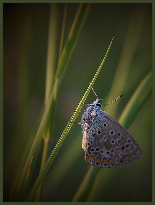 motyl...