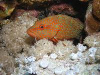 Coral Grouper