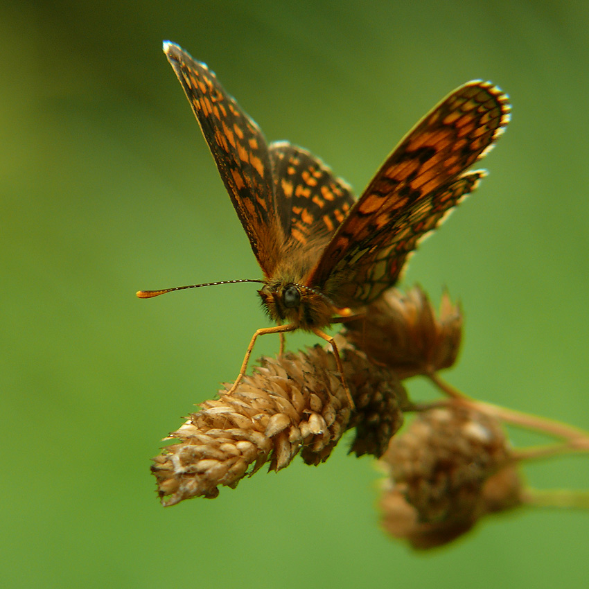 motyl