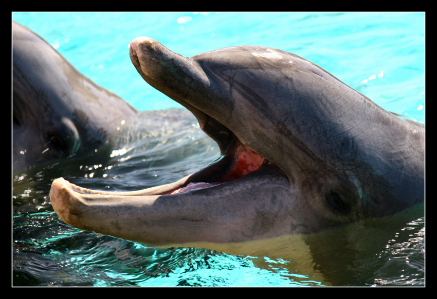 Sea World in San Diego