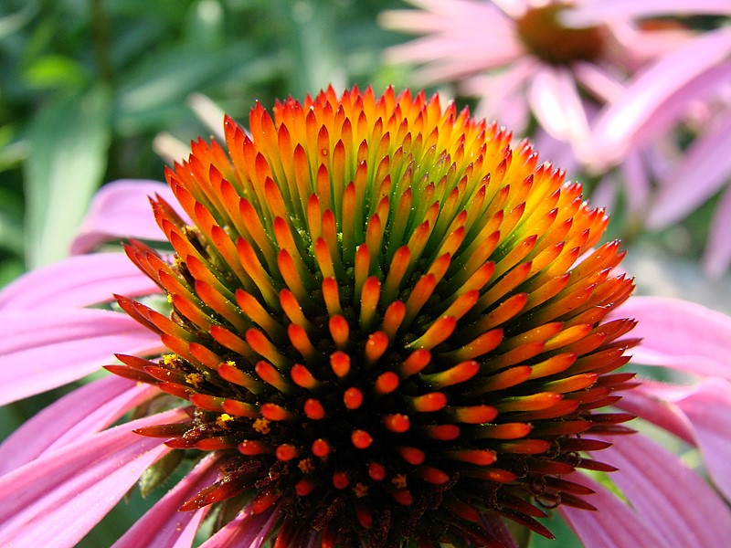 Echinacea