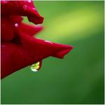 Raindrop