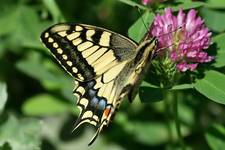 Paź królowej (Papilio machaon)