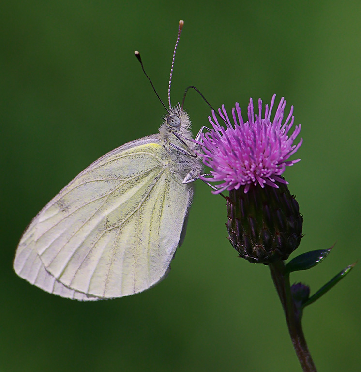 Motyl