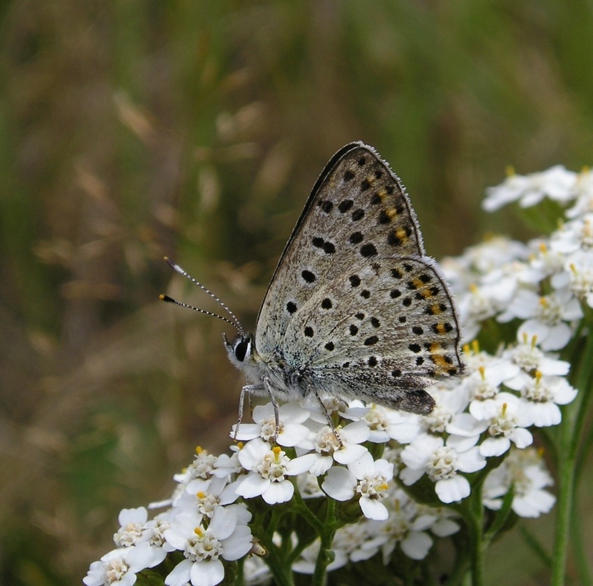 motyl