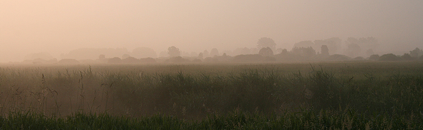 poranne mgły nad Biebrzą