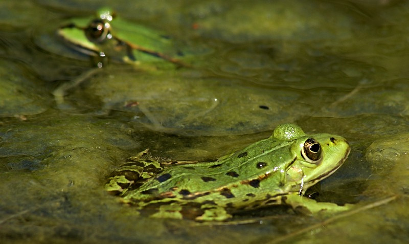 Rana esculenta (łac.) II