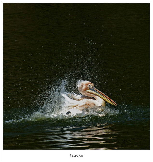 Pelican