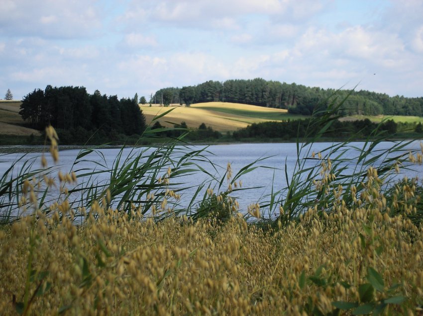 Kaszubskie falujące morze traw