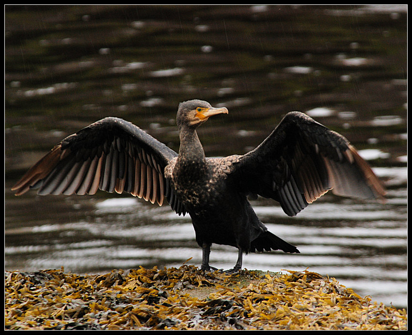 Kormoran