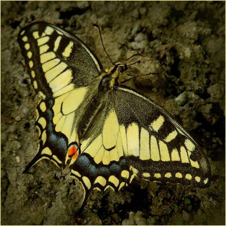 Paź królowej (Papilio machaon)