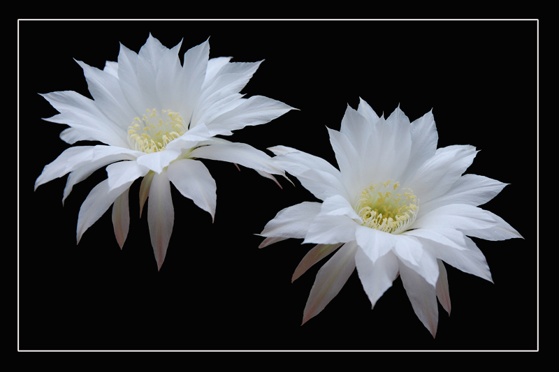 echinopsis subdenudata