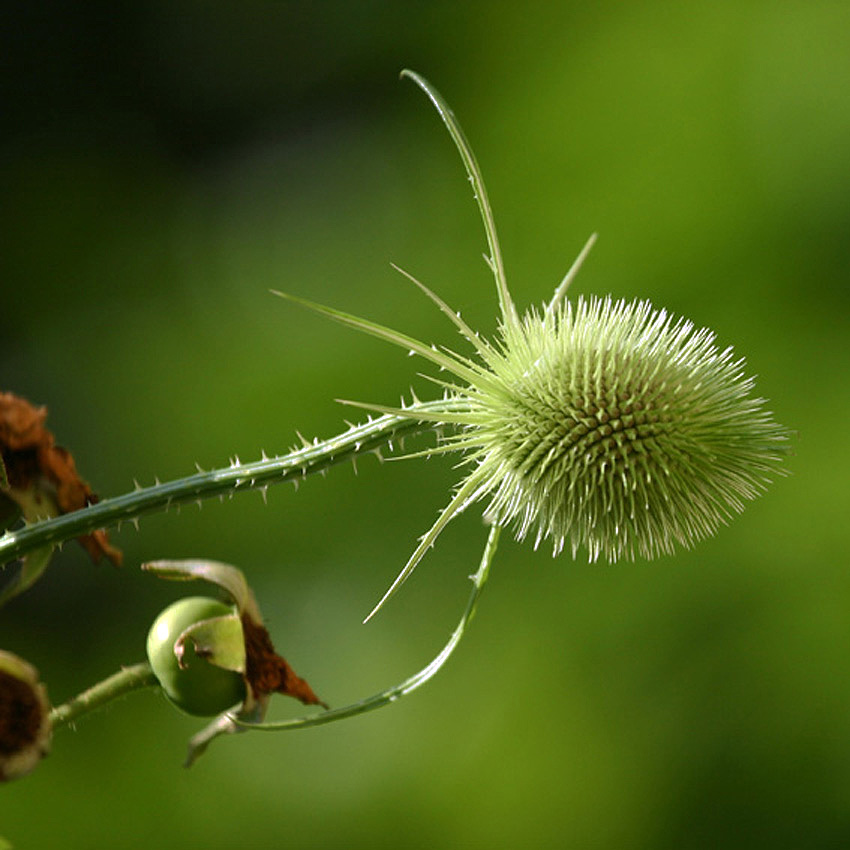 green green