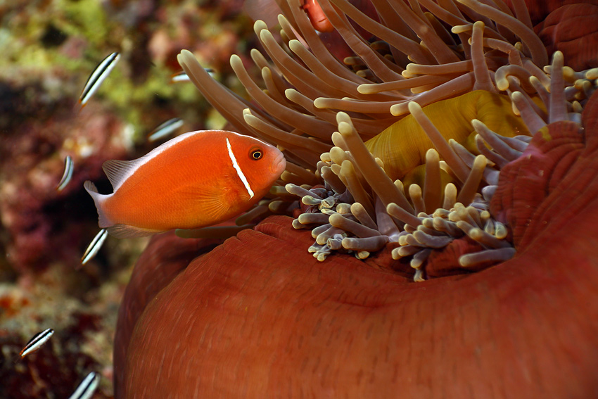 Amphiprion perideraion (błazenek różowy)