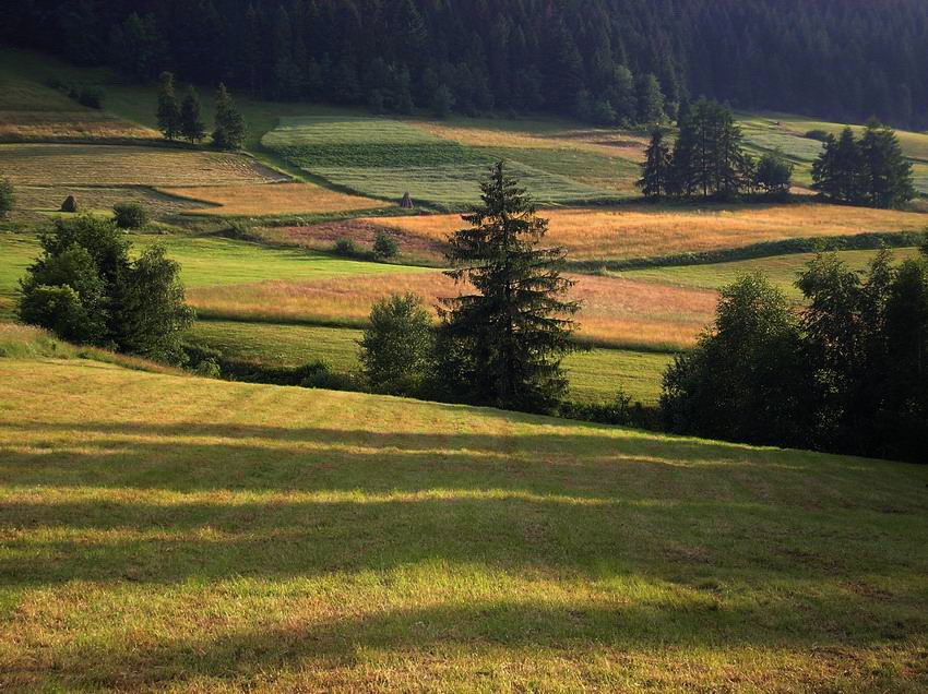 Tu już po sianokosach. Gorce, wieczorny spacer.