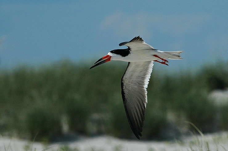 Brzytwodziob, Rynchops niger, Black Skimmer