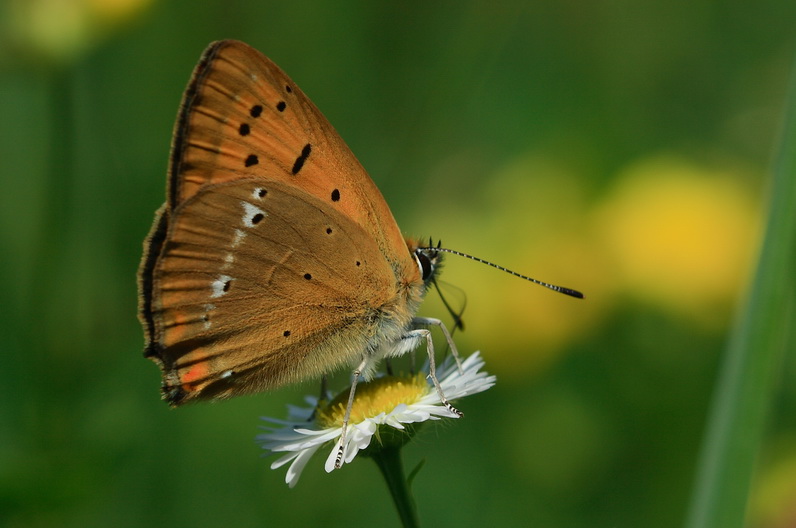 Motyl