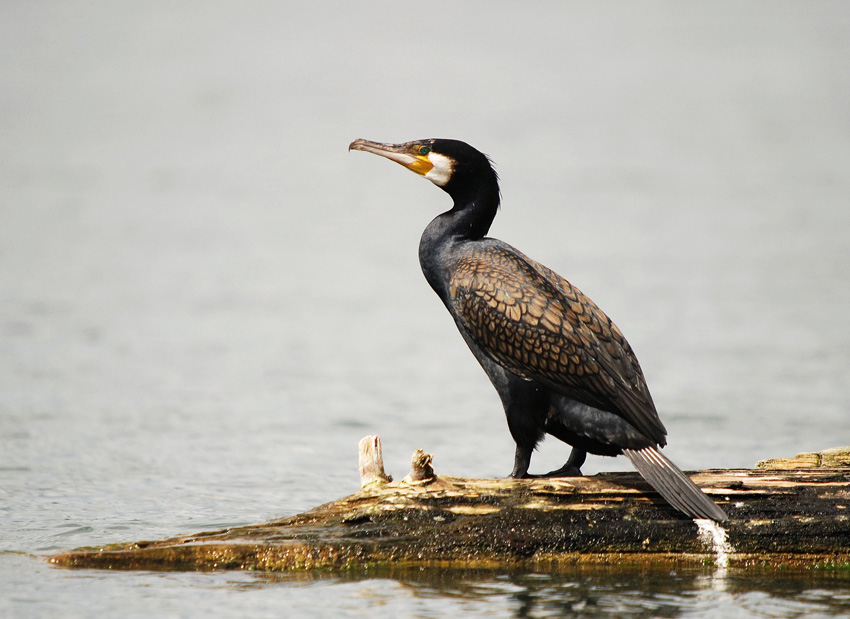 Kormoran czarny