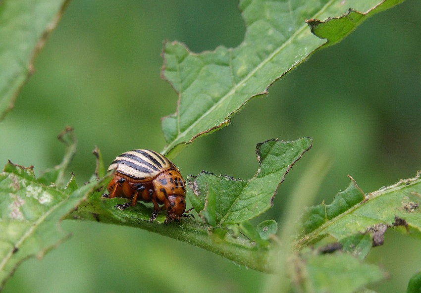 Szkodnik