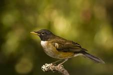 Sabia de coleira(Turdus albicollis)