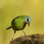 Sai azul(Dacnis cayana)