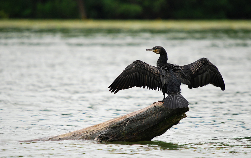 Kormoran czarny