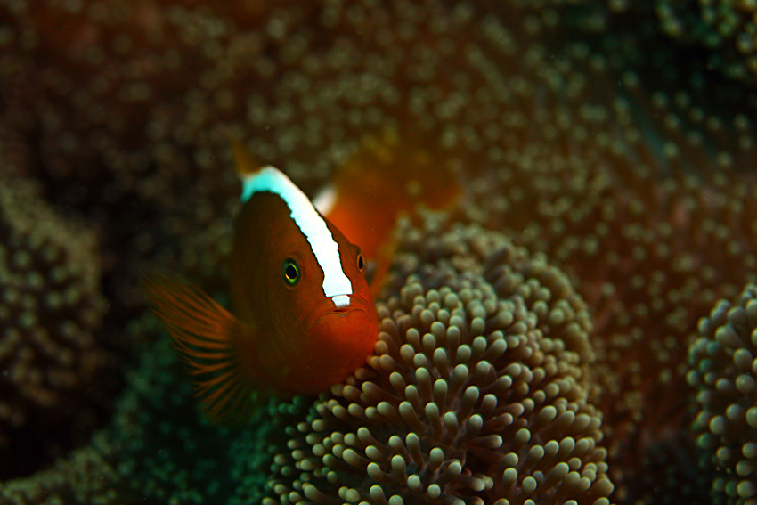 Amphiprion sandaracinos (błazenek pomarańczowy)