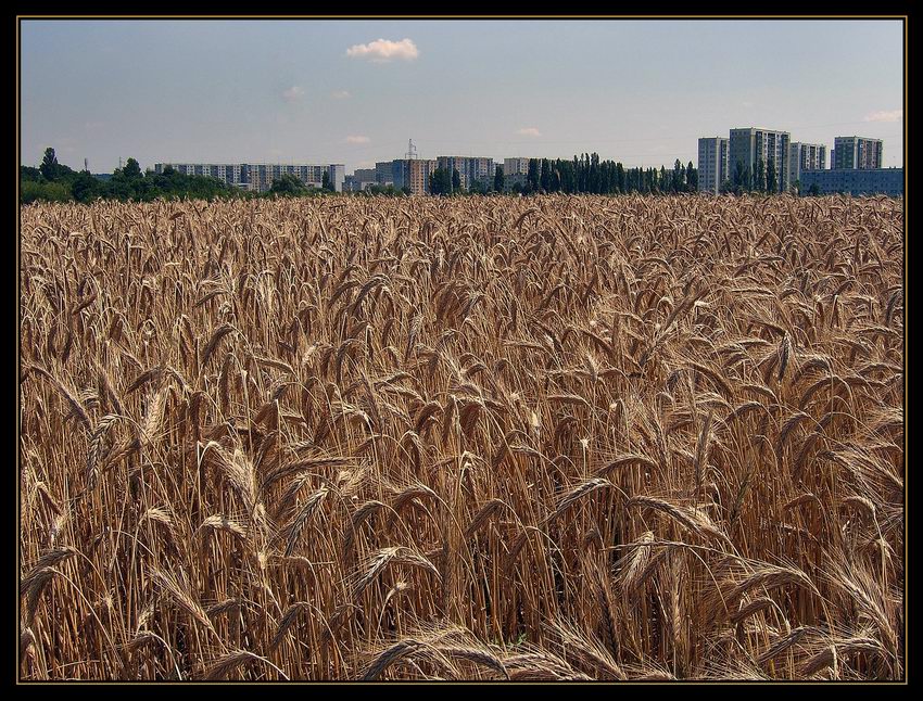 Krajobraz zbożowo-blokowy