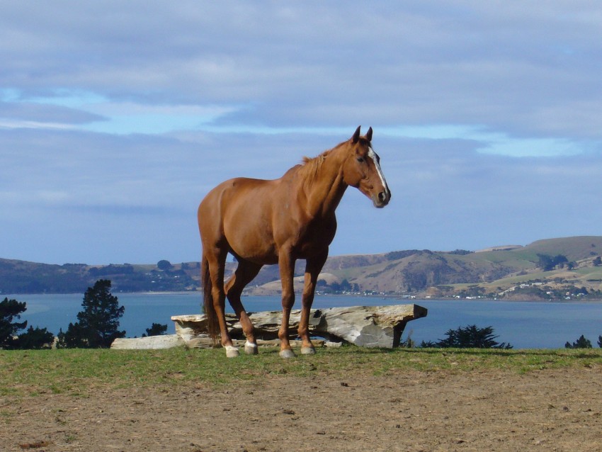 Konik