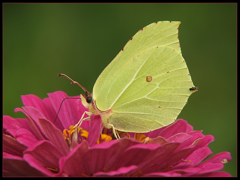 Listkowiec cytrynek (Gonepteryx rhamni)