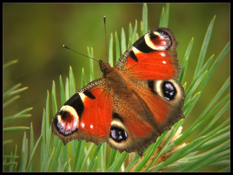 Rusałka pawik (Inachis io)