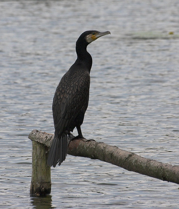 Kormoran