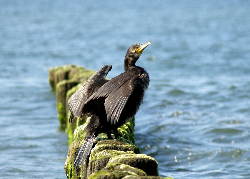 Phalacrocorax carbo