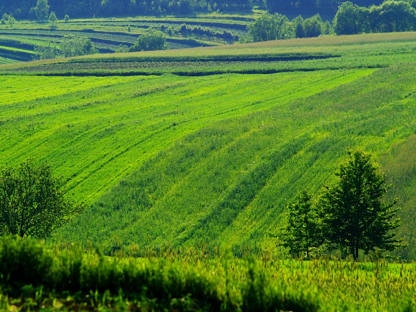 Okolice Wygiełzowa