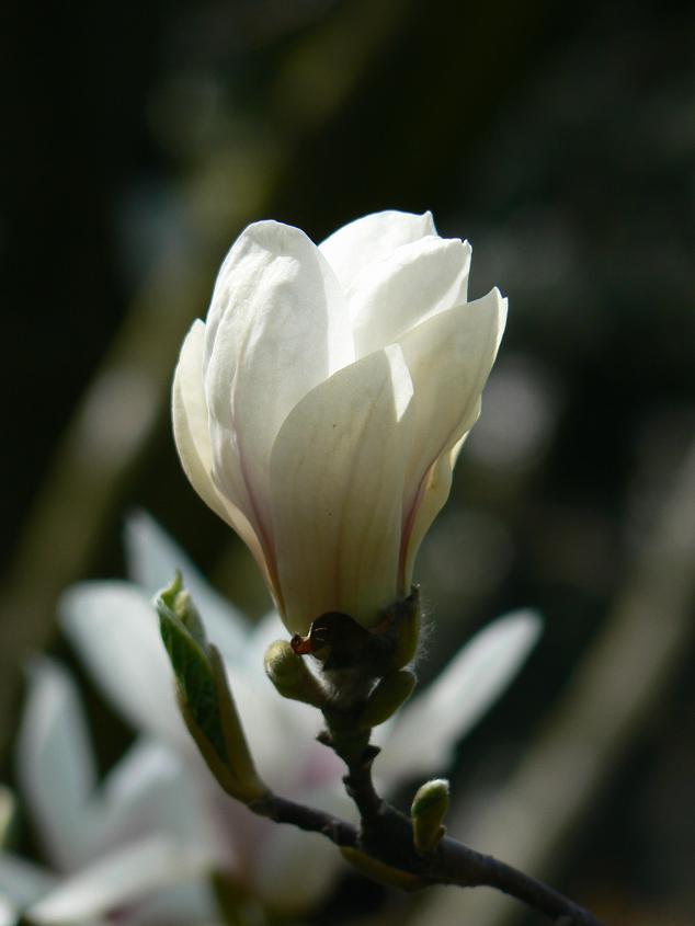 Magnolia