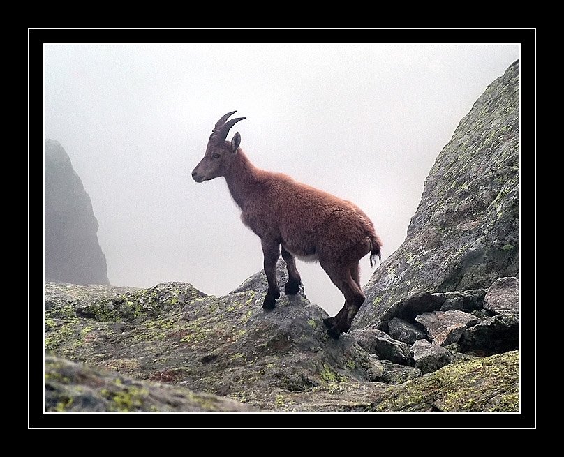 Capra ibex ibex