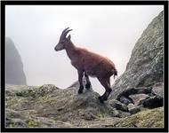 Capra ibex ibex