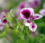 Pelargonia angielska !!!