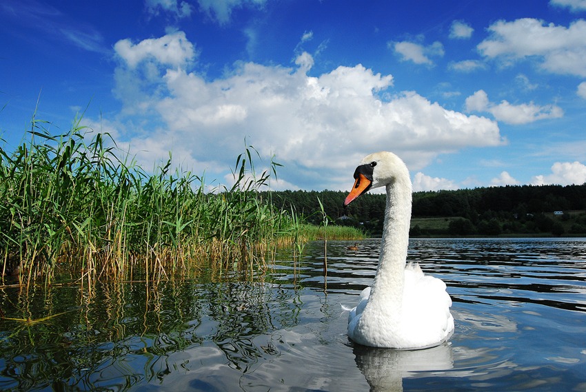 Łabędź