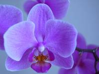 orchidea