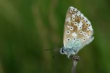 Modraszek korydon (Polyommatus coridon) samica