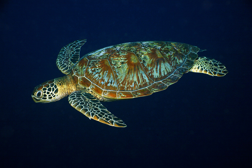 Żółw zielony (Cheloniidae)