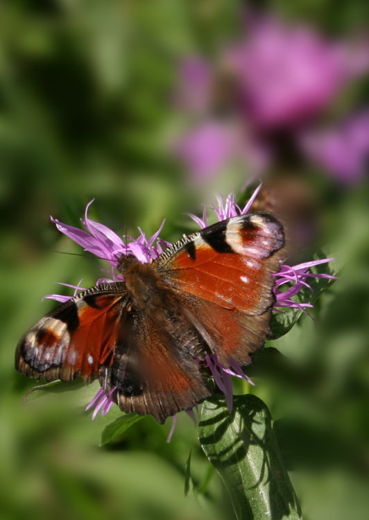 Motyl z zakopanego