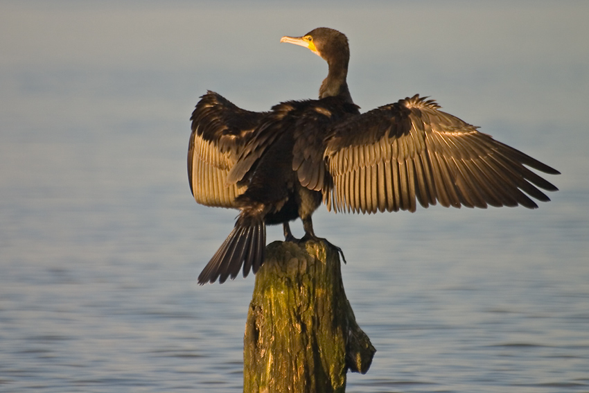 kormoran